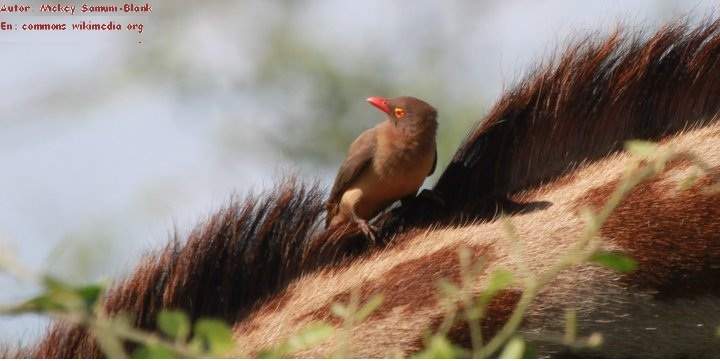 Mutualismo bisonte y pájaro