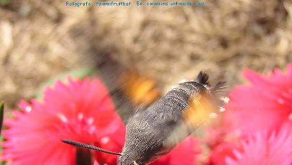 Mutualismo colibrí y flor