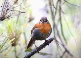 Video de actividad sugerida - LC03 – Mapuche – U1: DESCUBREN Y REPRESENTAN SONIDOS DE LA NATURALEZA.