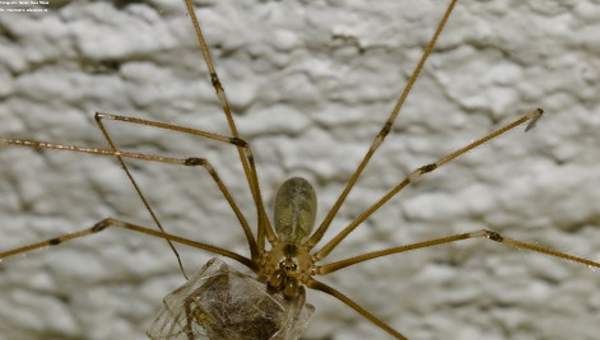 Depredación araña y presa