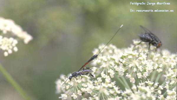Competencia interespecífica entre avispa y mosca en una flor