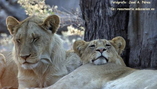 Depredadores: Leones