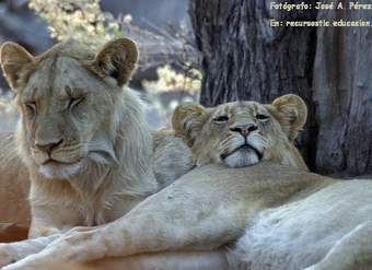 Depredadores: Leones