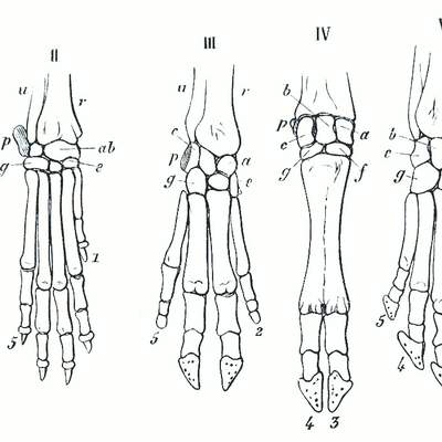 Estructuras homólogas de la mano