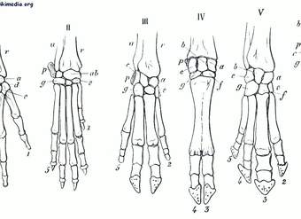 Estructuras homólogas de la mano