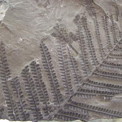 Fósil de un helecho del carbonífero