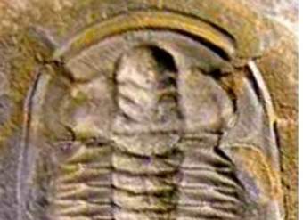 Fósil de un trilobita