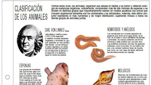 Clasificación de los animales