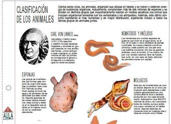 Clasificación de los animales