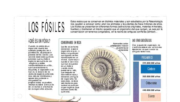Los fósiles