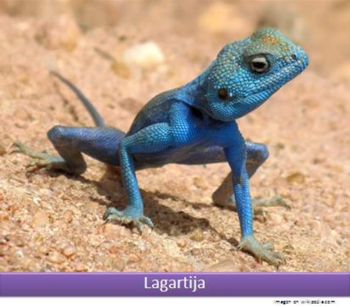 Lagartija