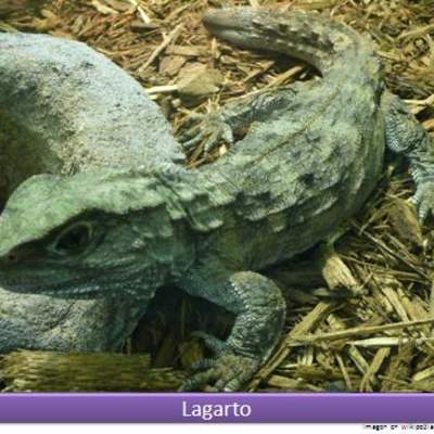 Lagarto