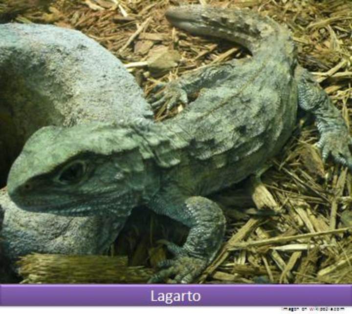 Lagarto