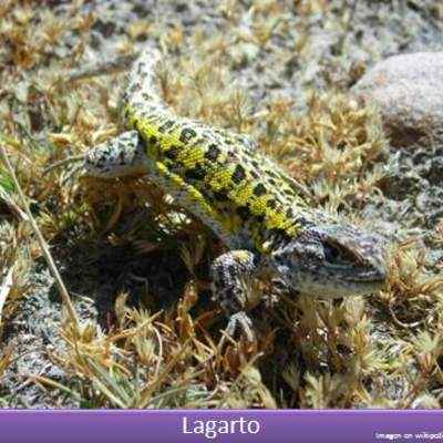 Lagarto 1