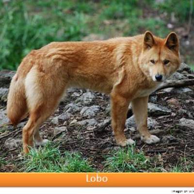 Lobo