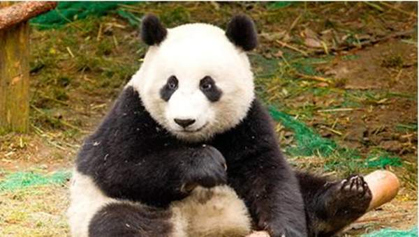 Oso panda