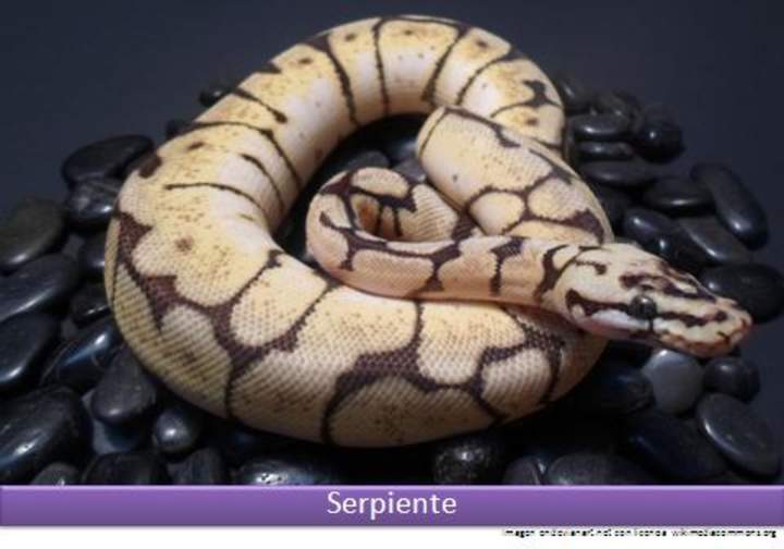 Serpiente