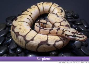 Serpiente