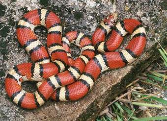 Serpiente roja