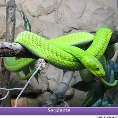 Serpiente verde