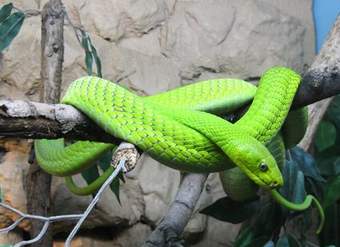 Serpiente verde