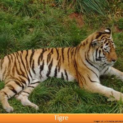 Tigre