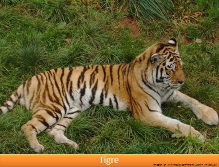 Tigre