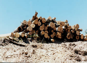 Explotación forestal