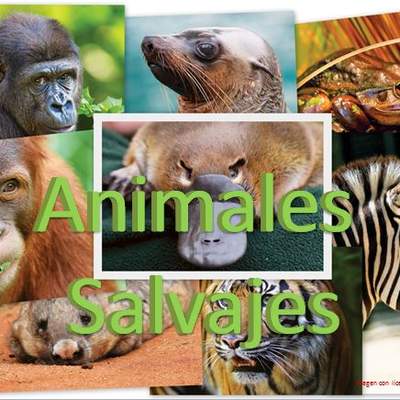 Animales salvajes 1