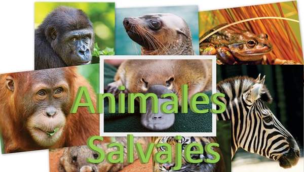 Animales salvajes 1