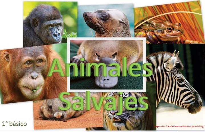 Animales salvajes 1