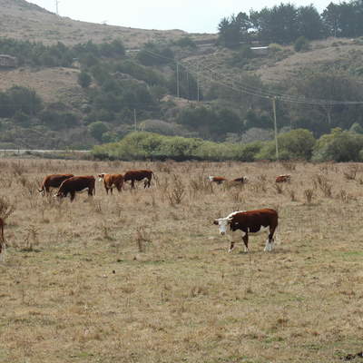 Ganado vacuno