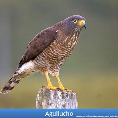 Aguilucho