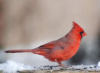 Cardenal