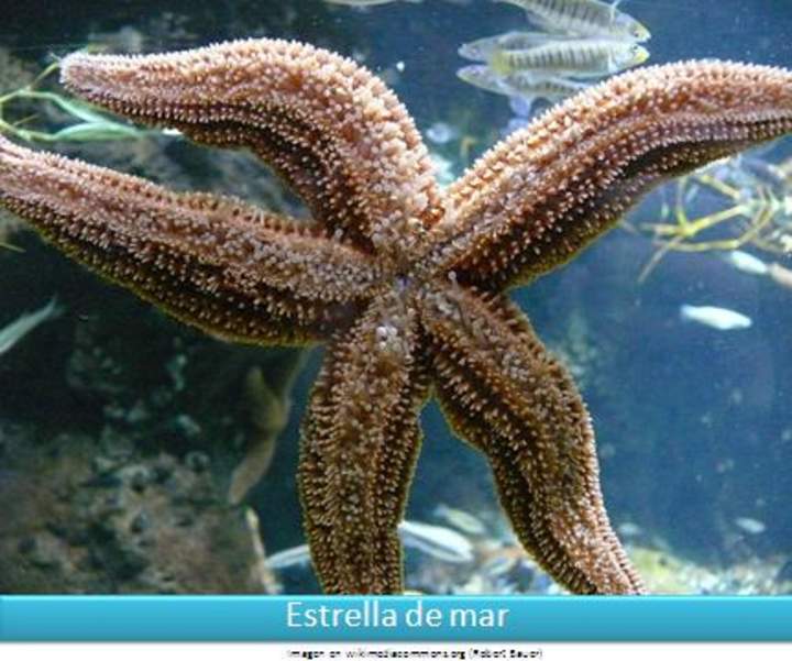 Estrella de mar