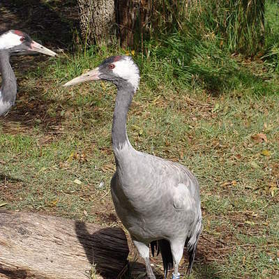 Grulla