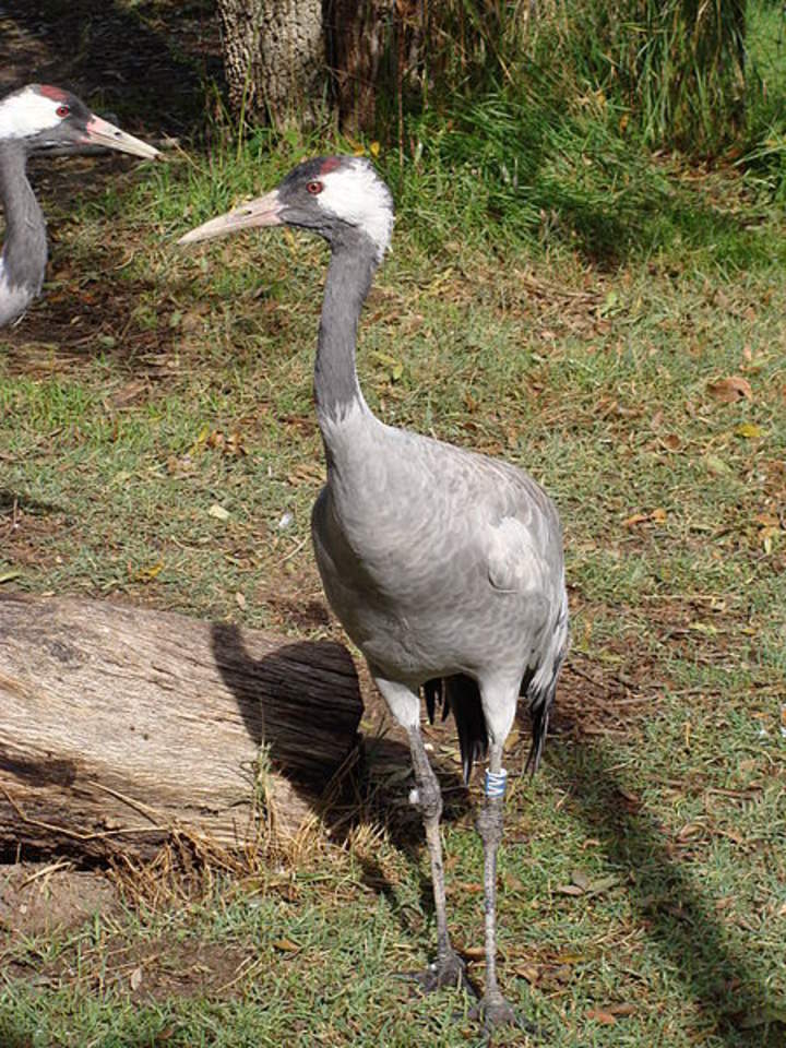 Grulla