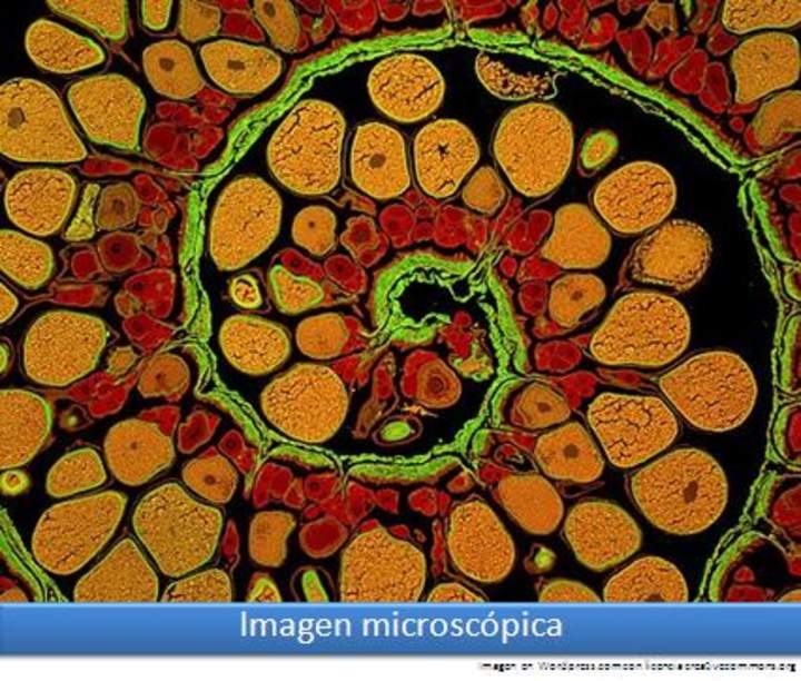 Imagen microscópica 1