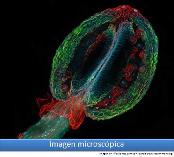 Imagen microscópica 5