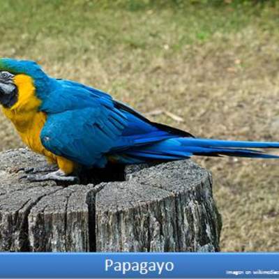 Papagayo