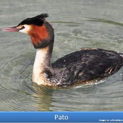 Pato