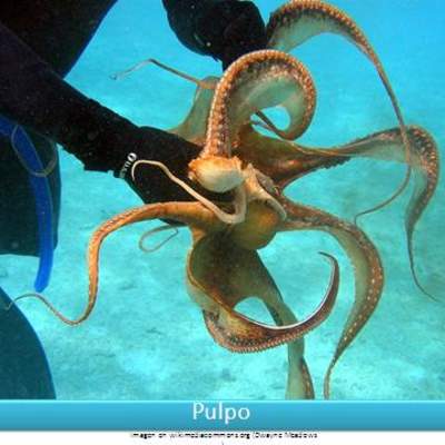 Pulpo