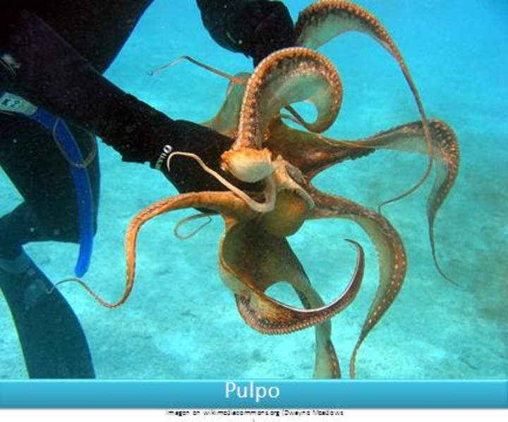 Pulpo