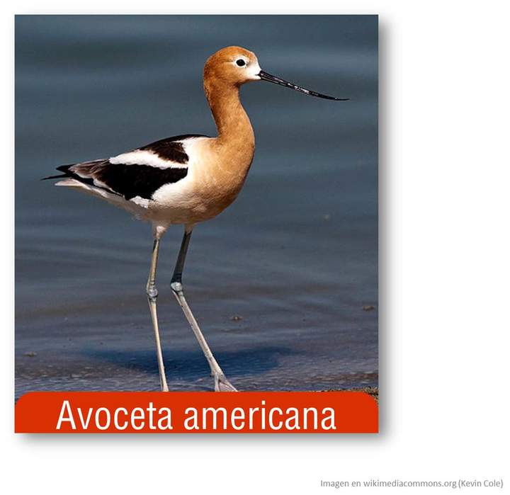 Avoceta americana