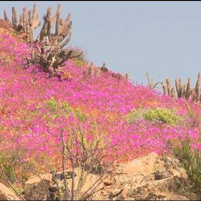 Desierto florido