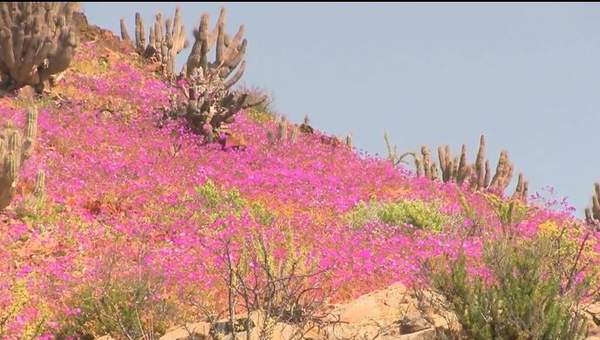 Desierto florido