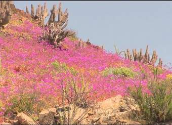 Desierto florido