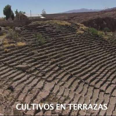 Cultivos en las terrazas de Caspana