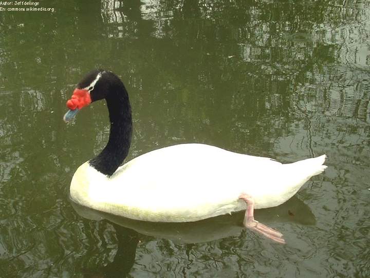 Cisne de cuello negro chileno