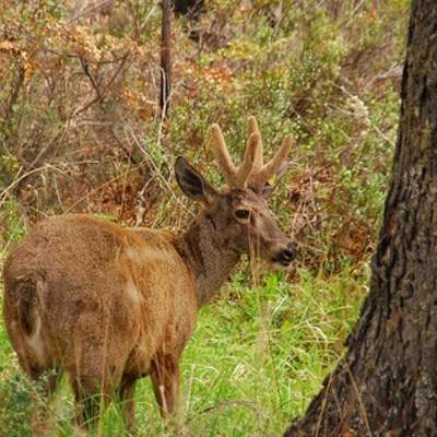 Huemul chileno